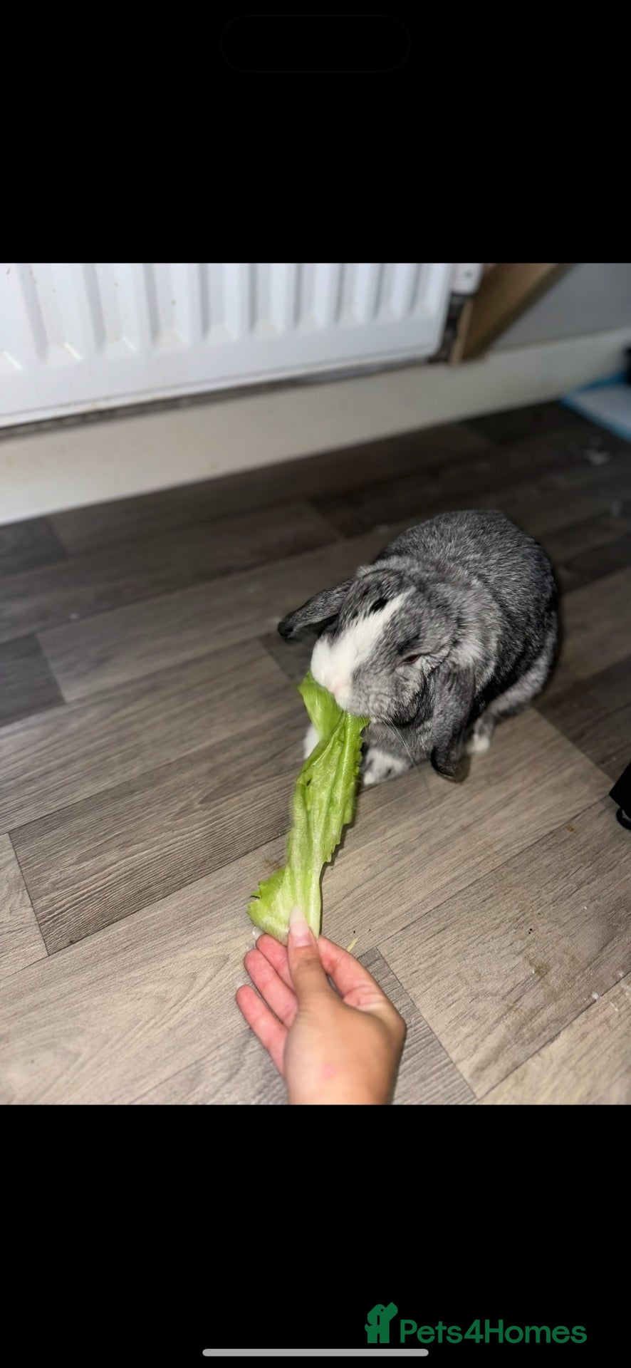 Mini Lop rabbits Mini lop - Advert 2