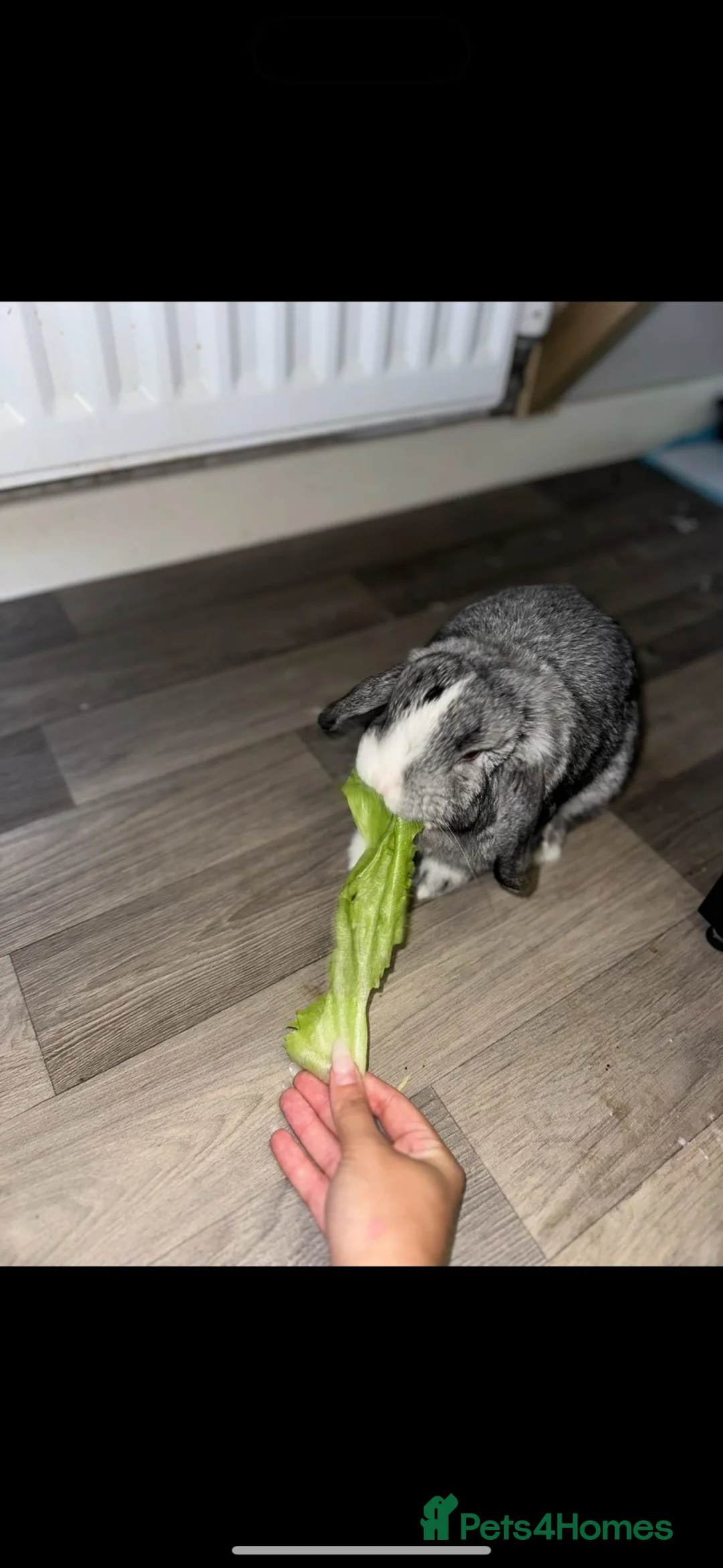 Mini Lop rabbits for sale: Mini lop - Advert 1