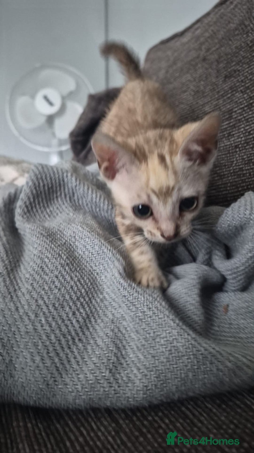 Bengal cats for sale: Beautiful bengal kittens  - Advert 21