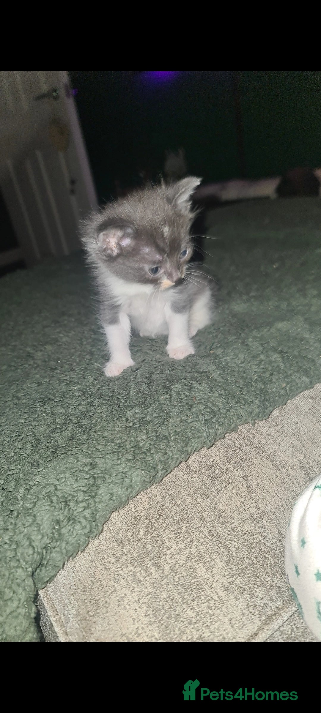 Mixed Breed cats for sale: Beautiful brothers  - Advert 7