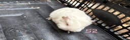 Guinea Pig rodents for sale: Baby Swiss guinea pigs for sale  - Advert 3