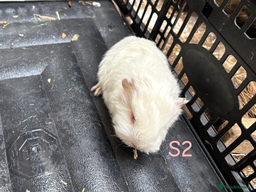 Guinea Pig rodents for sale: Baby Swiss guinea pigs for sale  - Advert 3