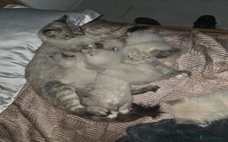 Siberian cats for sale: Siberian Kittens Super Friendly 💕🐾 - Image 21