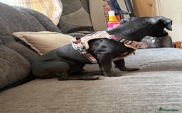Mixed Breed dogs for sale: Dachshund cross lab URGENT REHOME. ACCEPTING OFFER - Image 2