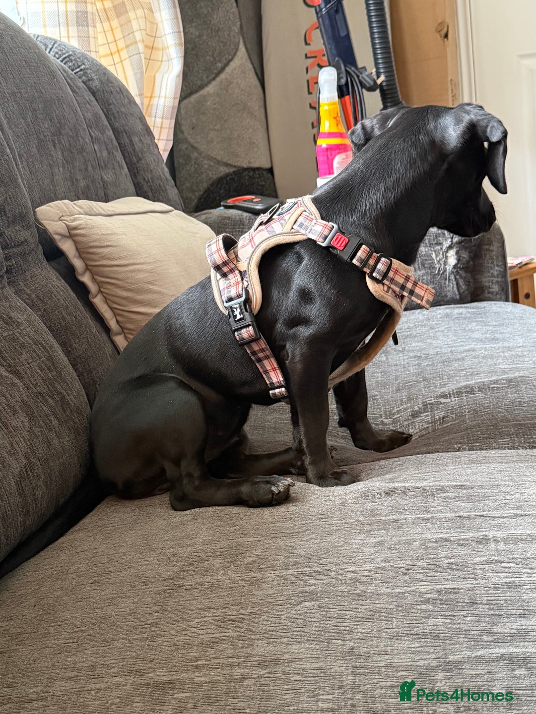 Mixed Breed dogs for sale: Dachshund cross lab URGENT REHOME. ACCEPTING OFFER - Image 2