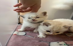 Ragdoll cats for sale: Beautiful pure ragdoll kittens  - Advert 7