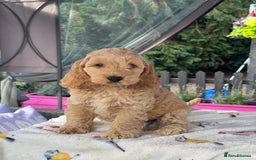 Cockapoo dogs for sale: 1 boys left apricot f1 DNA tested Cockerpoos  - Image 27