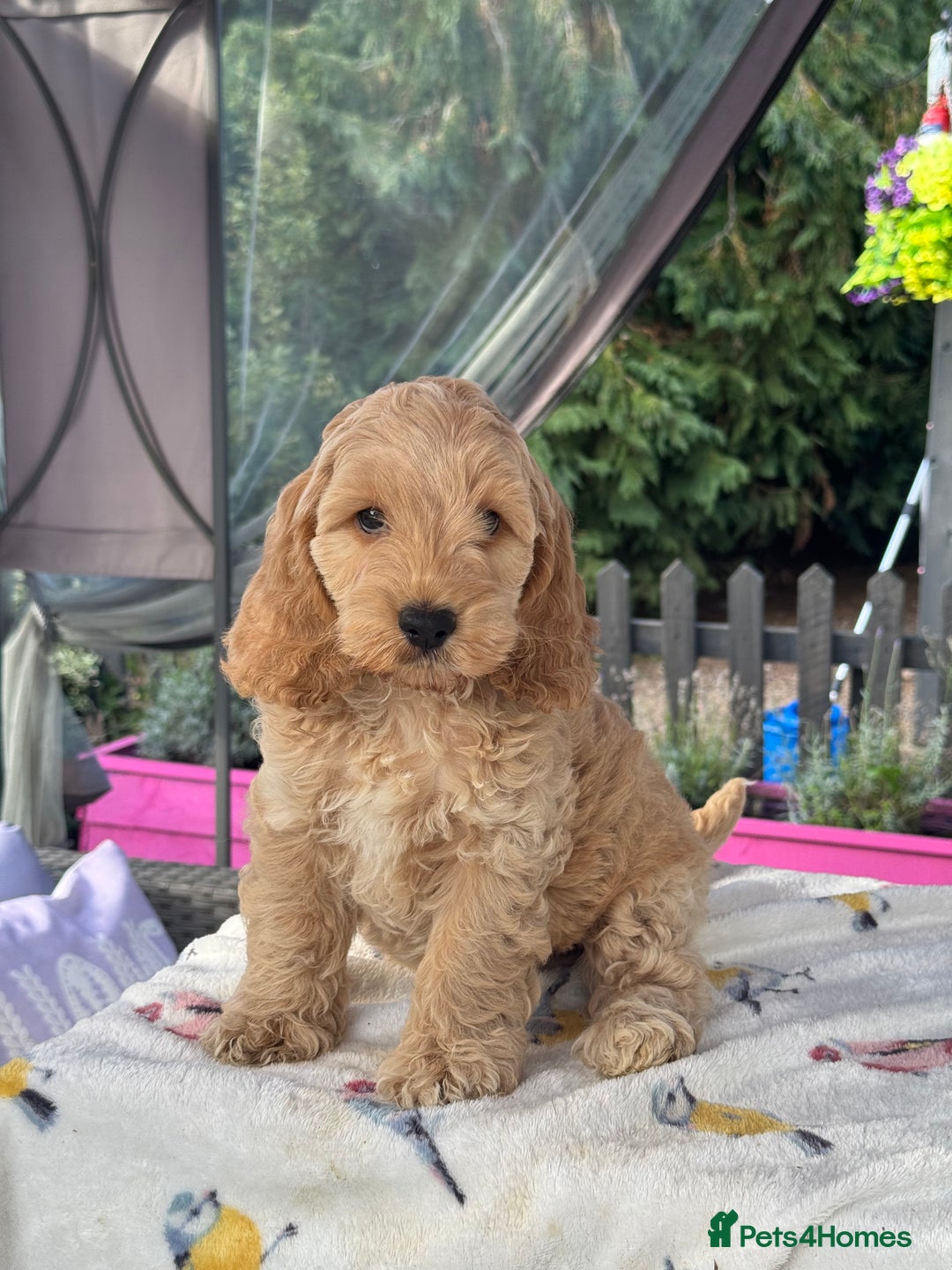 Cockapoo dogs for sale: 1 boys left apricot f1 DNA tested Cockerpoos  - Image 27