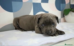 Mixed Breed dogs for sale: staffordshire Bull terrier puppy  - Image 3