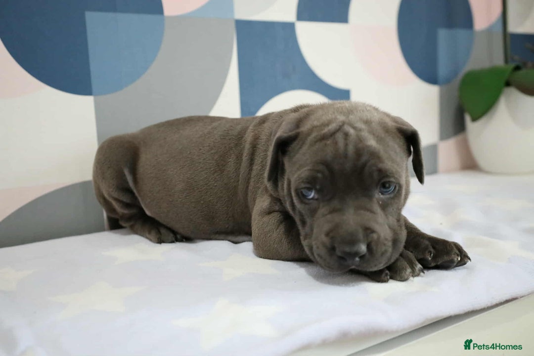 Mixed Breed dogs for sale: staffordshire Bull terrier puppy  - Image 3