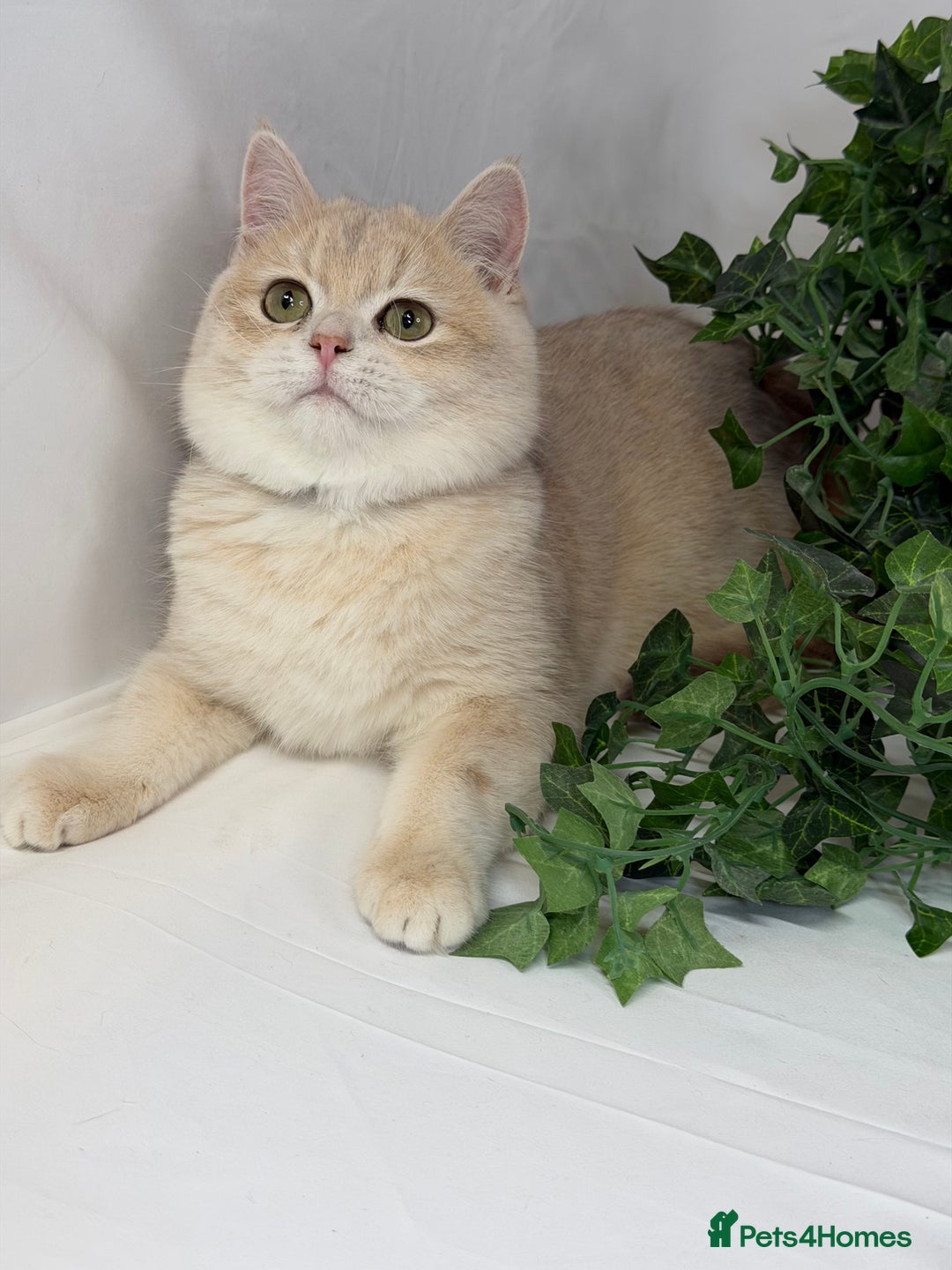 British Shorthair cats for sale: British shh blue golden boy GCCF  - Advert 9