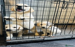 Golden Retriever dogs for sale: Adorable golden retrievers - Image 27