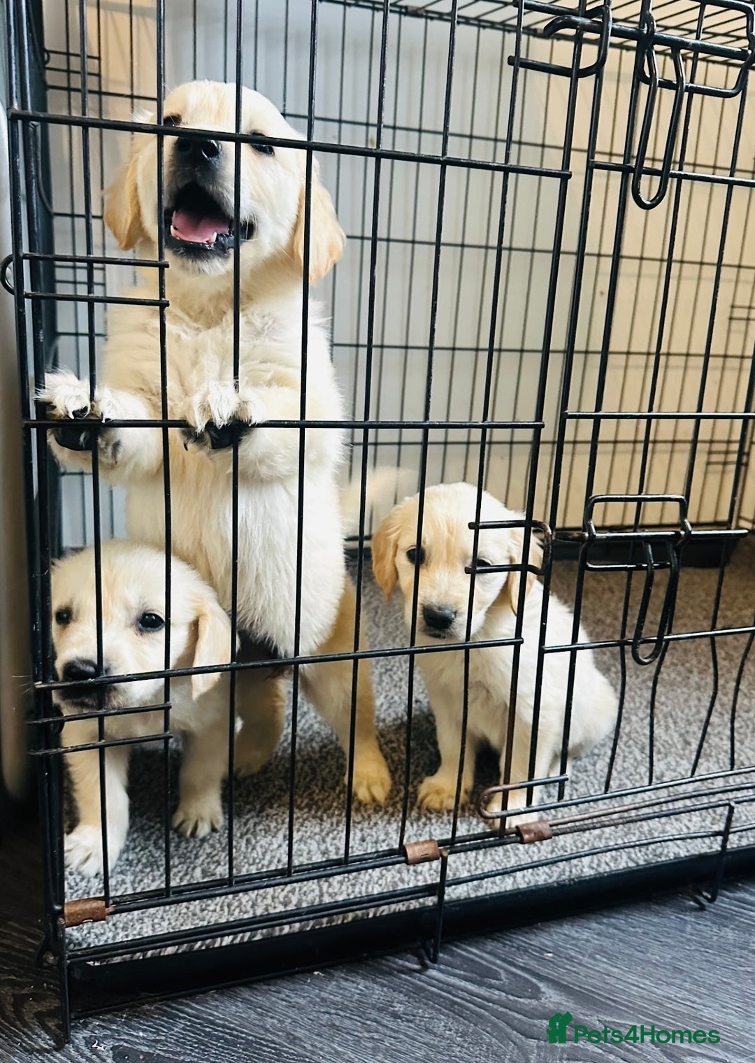 Golden Retriever dogs for sale: Adorable golden retrievers - Image 27