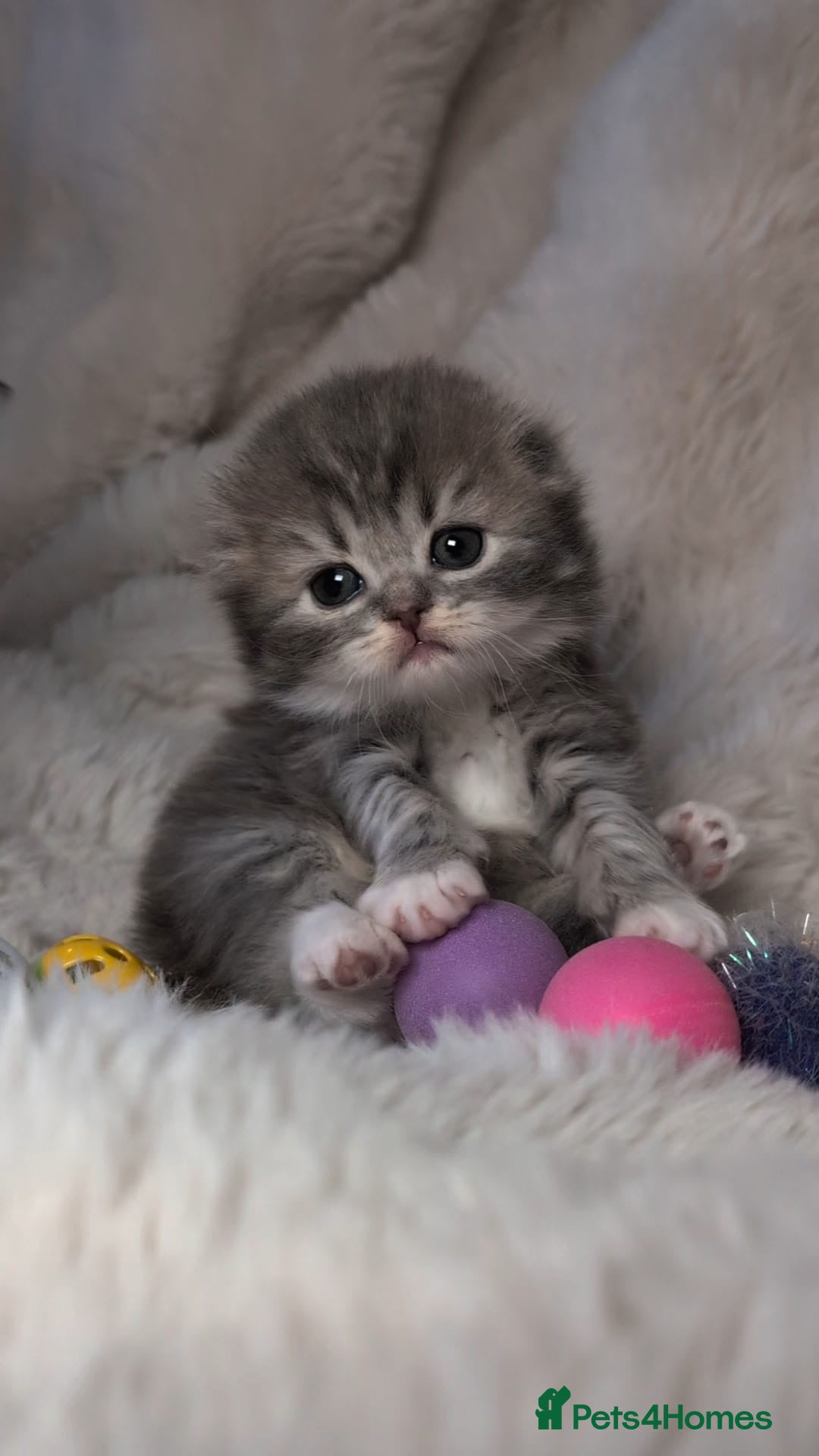 British Shorthair cats for sale: 🏆GCCF / TICA Active –🏅 PROVEN  - Advert 23