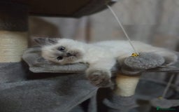 Ragdoll cats for sale: perfect cuddled Ragdoll kittens - Image 3