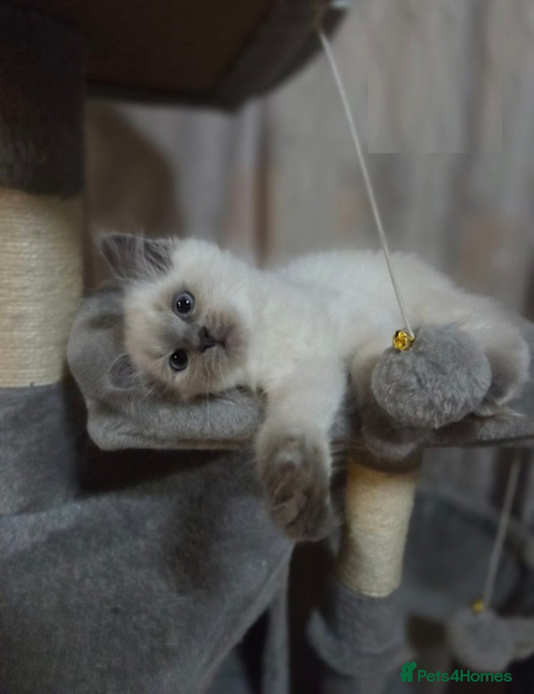 Ragdoll cats for sale: perfect cuddled Ragdoll kittens - Image 3