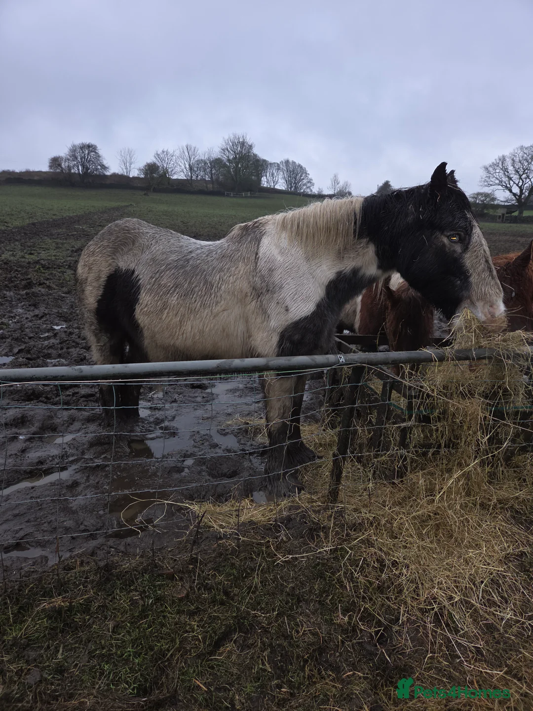 Irish Cob horses for sale: 13,2 Irish cob mare ( in foal) - Advert 4