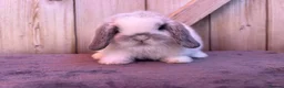 Mini Lop rabbits for sale: Show bloodline miniature lops - Advert 2