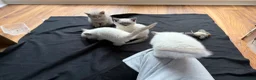 British Shorthair cats for sale: Britishshort hair Pedigree Kittens | DNA Clear  - Advert 5