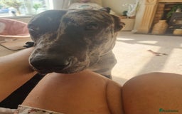 Mixed Breed dogs for sale: Beautiful Rocco looking for 5⭐️ home - Image 5