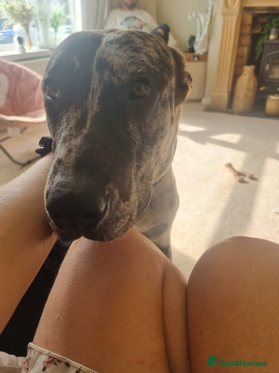 Mixed Breed dogs for sale: Beautiful Rocco looking for 5⭐️ home - Image 5