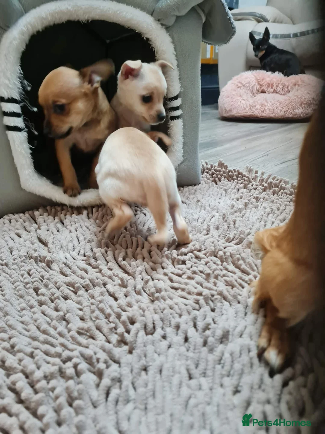 Mixed Breed dogs for sale: Beautiful chihuahua mix puppies - Advert 15
