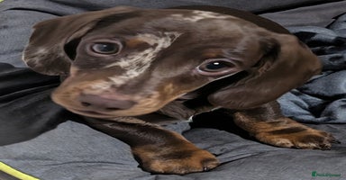 Miniature Dachshund dogs - Advert 13