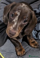 Miniature Dachshund dogs - Advert 13