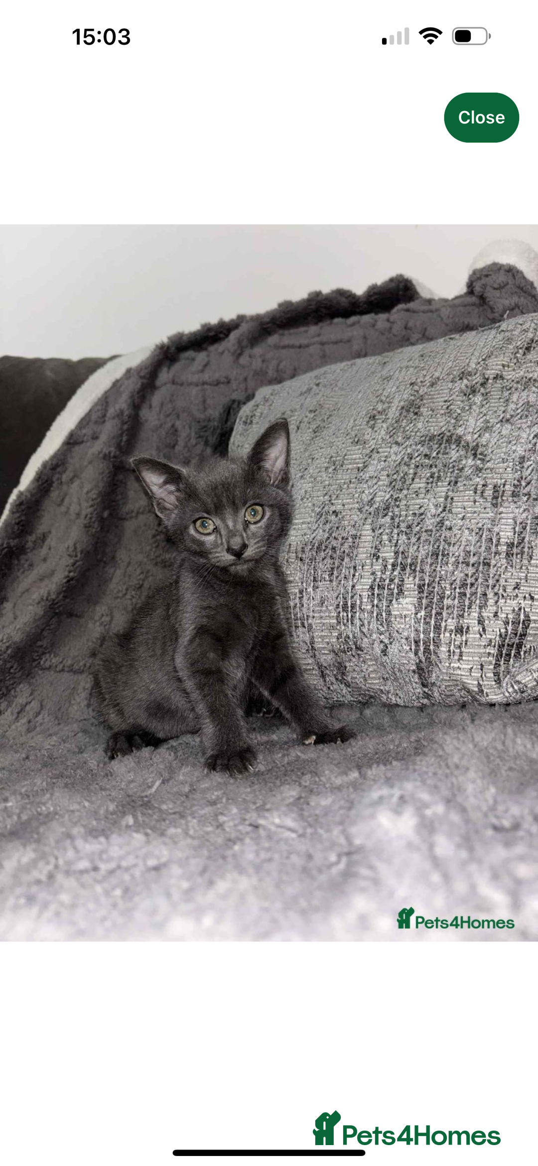 Bengal cats for sale: Missy - Image 2