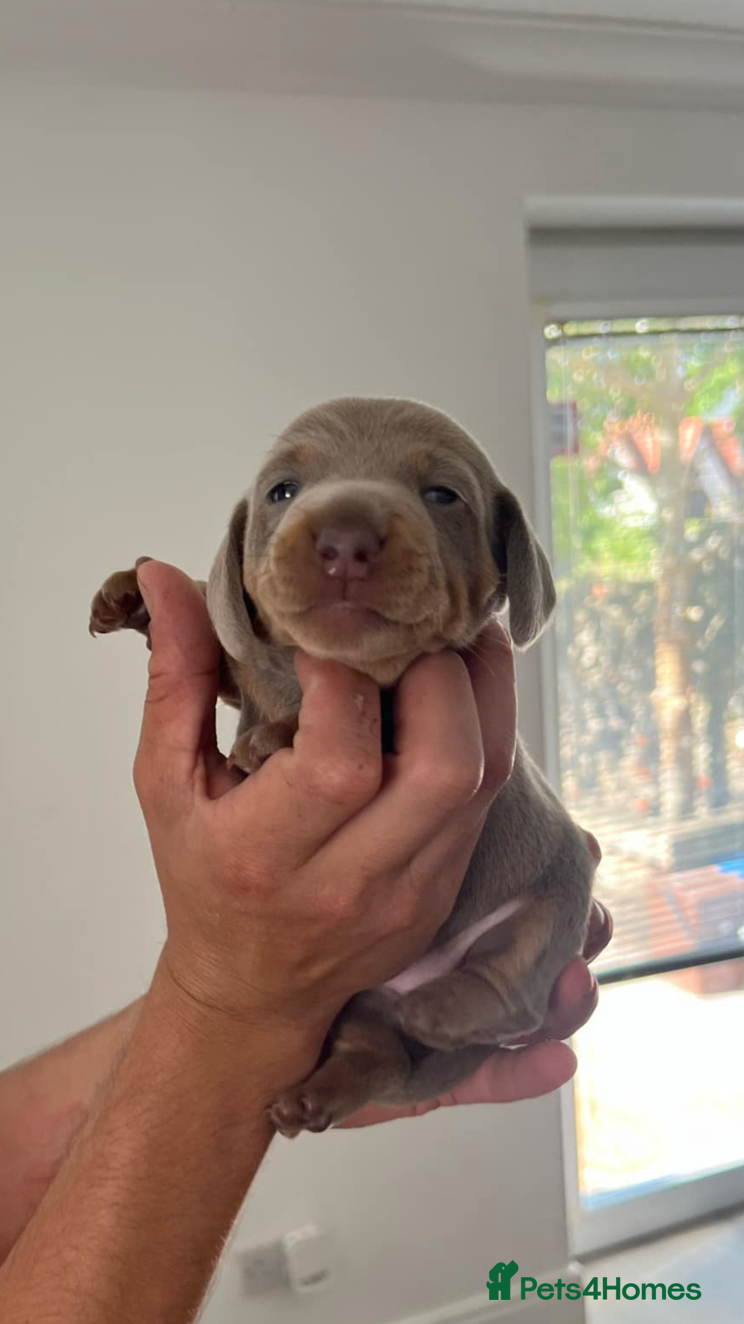 Dachshund dogs for sale: AMAZING DACHSHUND PUPPYS in Cardiff - Image 8