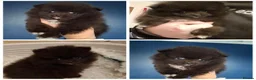 Pomeranian dogs for sale: KC Registered Pomeranian Puppies - Advert 4