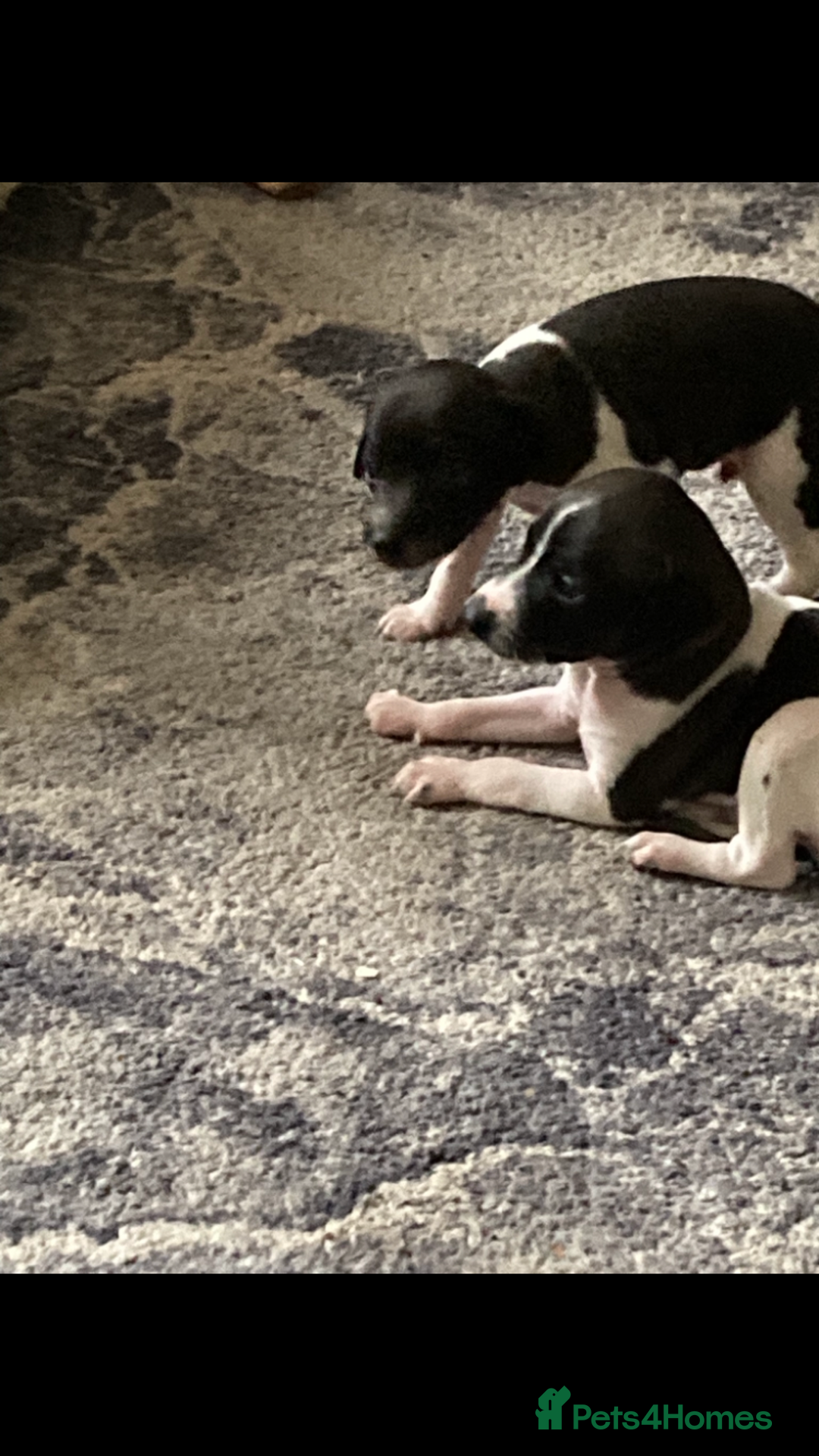 Italian Greyhound dogs for sale: Kc reg Italian Greyhound puppies  - Advert 14