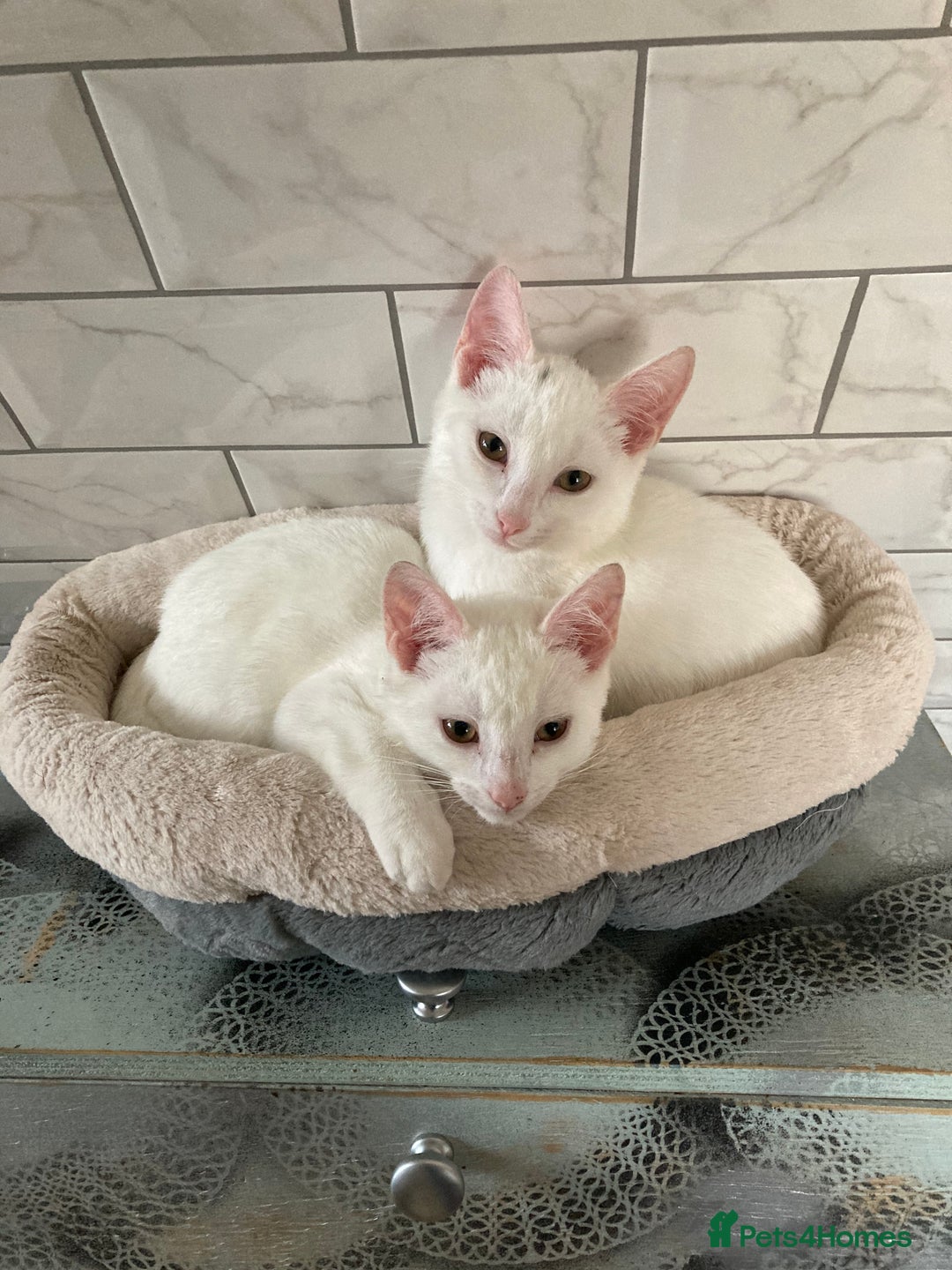 Turkish Van cats for sale: Gorgeous Turkish Van kitten - Advert 22