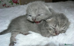 British Shorthair cats for sale: Pedegree British Blue + Tabby Shorthair Kittens - Image 4