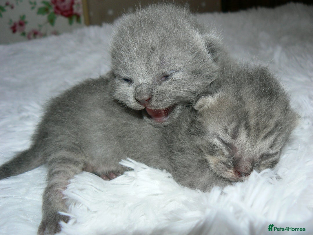 British Shorthair cats for sale: Pedegree British Blue + Tabby Shorthair Kittens - Image 4
