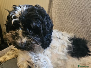 Cockapoo dogs 5 stunning f2 cockapoos ready togo x - Advert 18