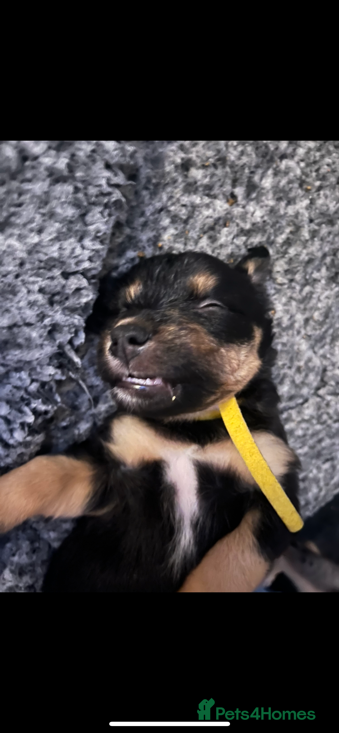 Mixed Breed dogs for sale: Mixed breed puppies READY TO GO! - Image 16