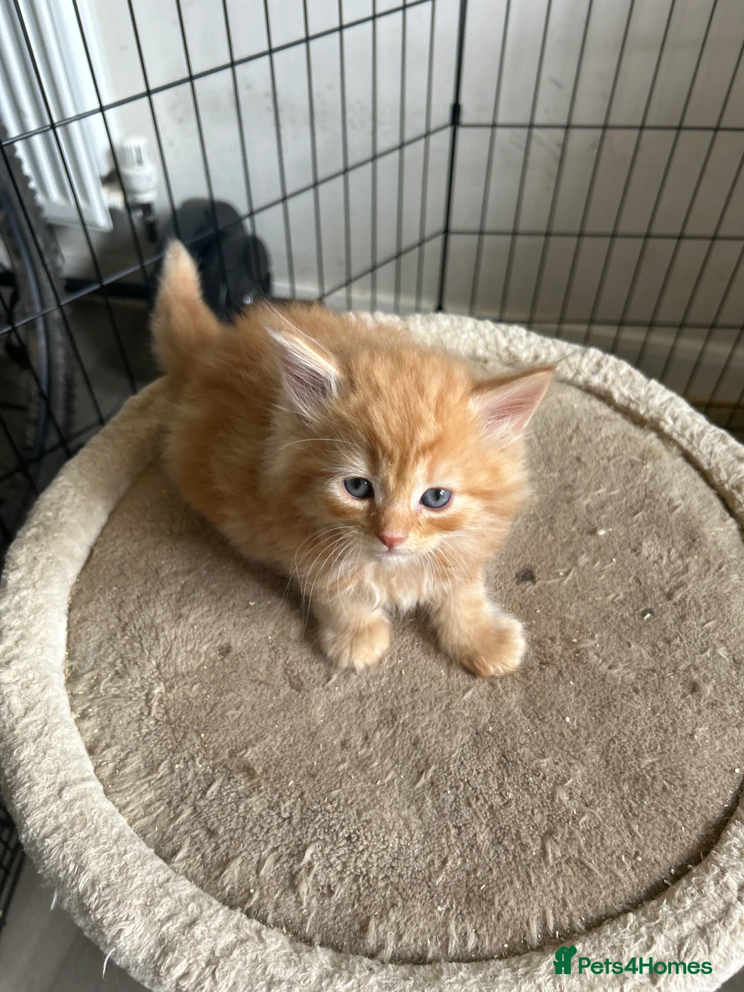 Mixed Breed cats for sale: Fluffy kittens  - Advert 9