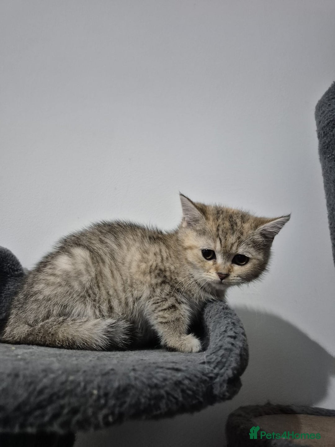 British Shorthair cats for sale: Four cross breed cuties. - Advert 10