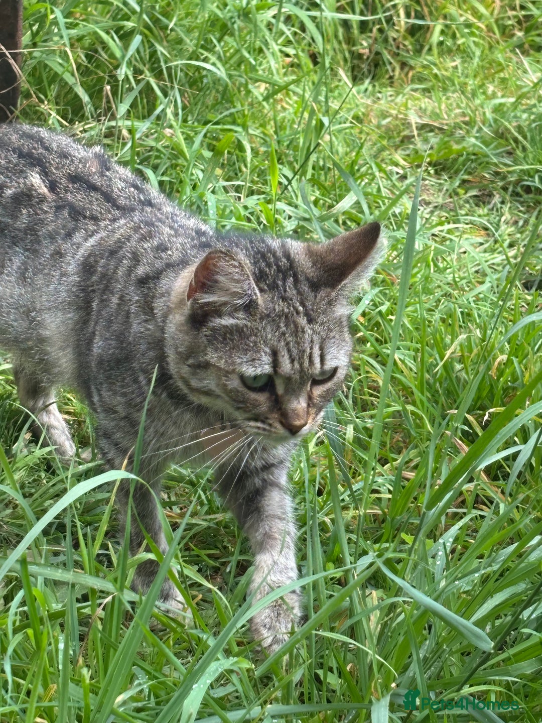 Mixed Breed cats for sale: Three cats for sale  - Image 9