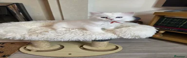 British Longhair Kitten 1