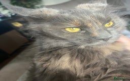 Maine Coon cats for sale: Maine coon kittens for sale  - Advert 16