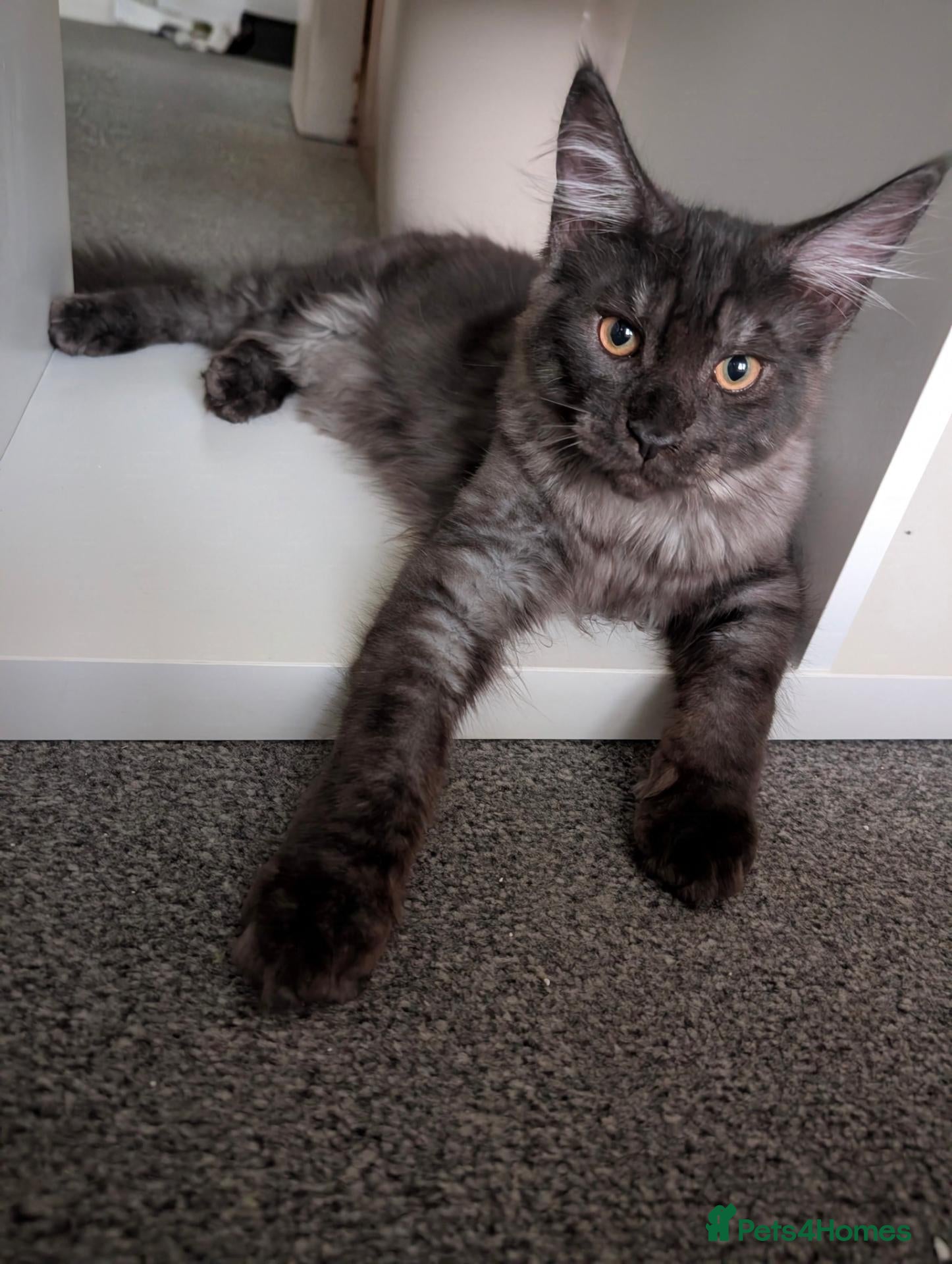 Maine Coon cats Large mainecoon kittens looking for forever homes  - Advert 9
