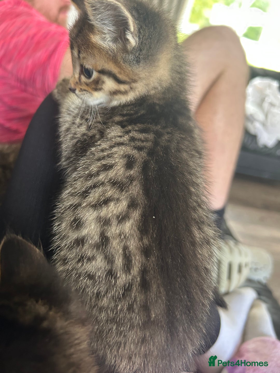Ragdoll cats for sale: Ragdoll x Bengal  - Image 8