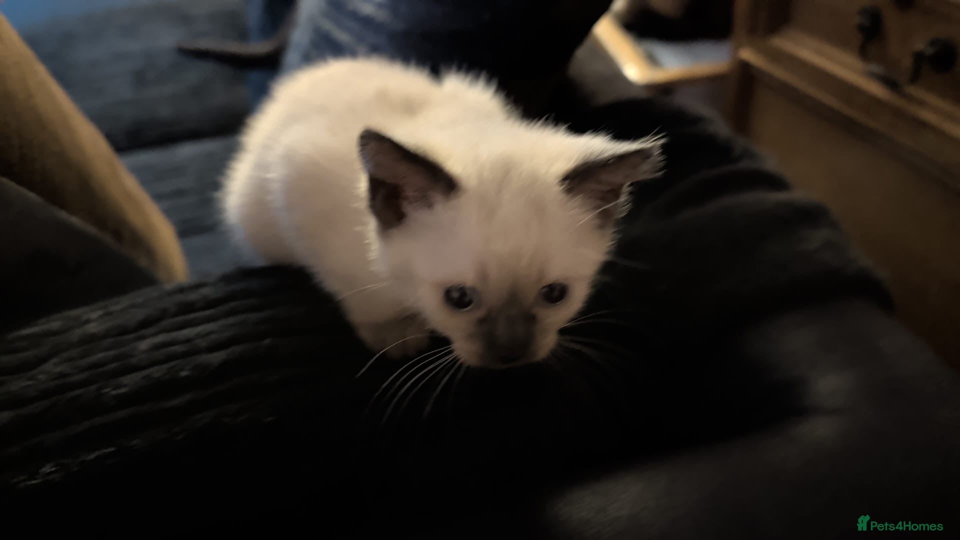 Mixed Breed cats for sale: Siamese Cross Ragdoll kittens plus black/white - Advert 22