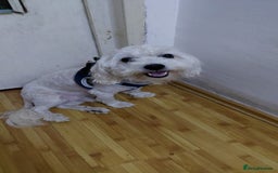Bichon Frise dogs for adoption: ALBANO, a Lovely Bichon Boy - for a Loving Home - Image 15