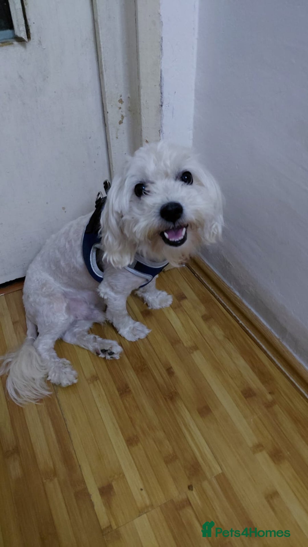 Bichon Frise dogs for adoption: ALBANO, a Lovely Bichon Boy - for a Loving Home - Image 15