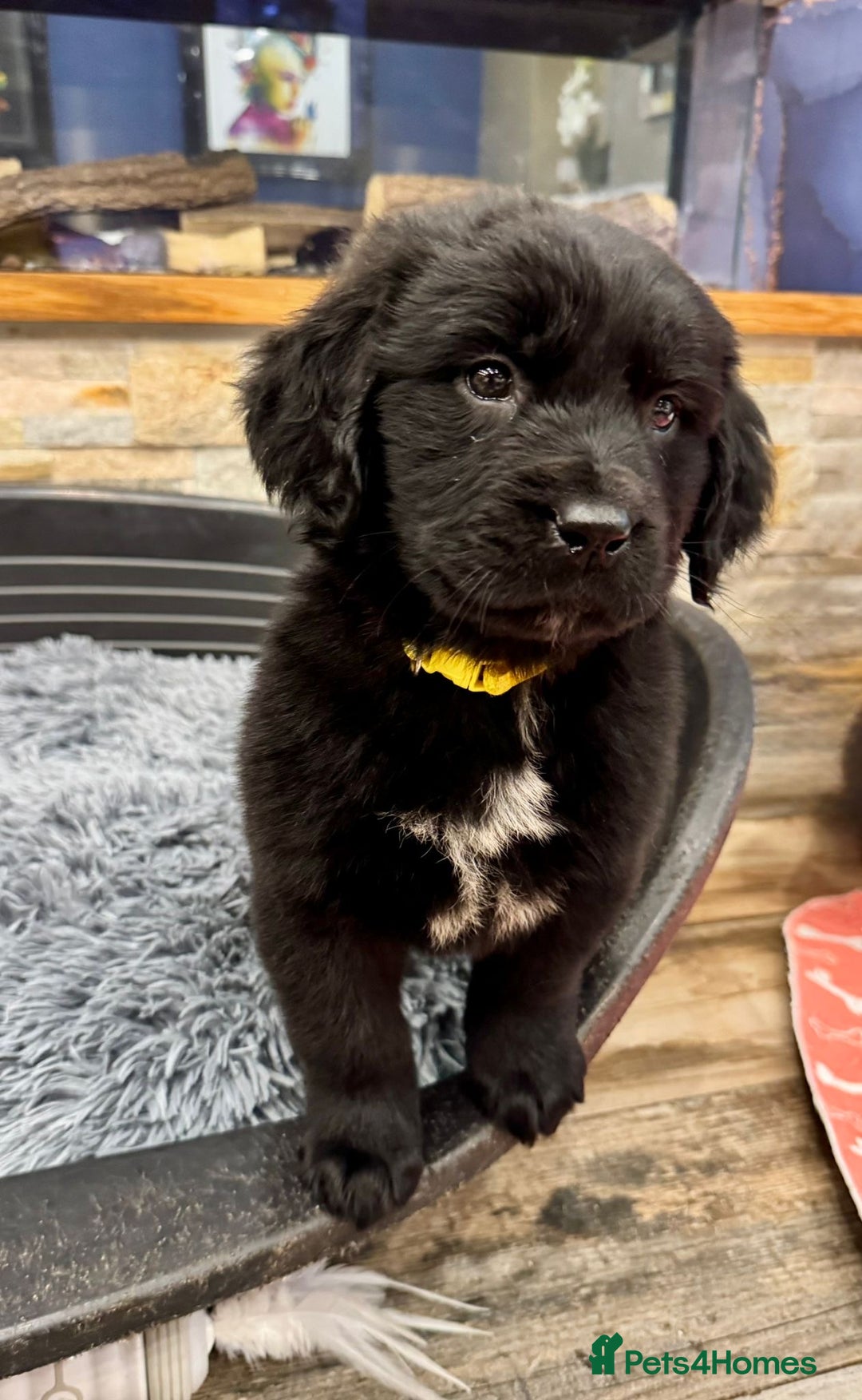 Newfoundland dogs for sale: Newfoundland puppies - Image 36