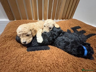 Cockapoo dogs Adorable 3 week old Cockapoo Puppies!! - Advert 8