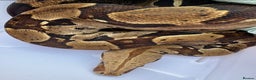 Boa Snake reptiles for sale: True red tail boa  - Advert 3